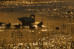 はじめての 白鳥ロス なのでした