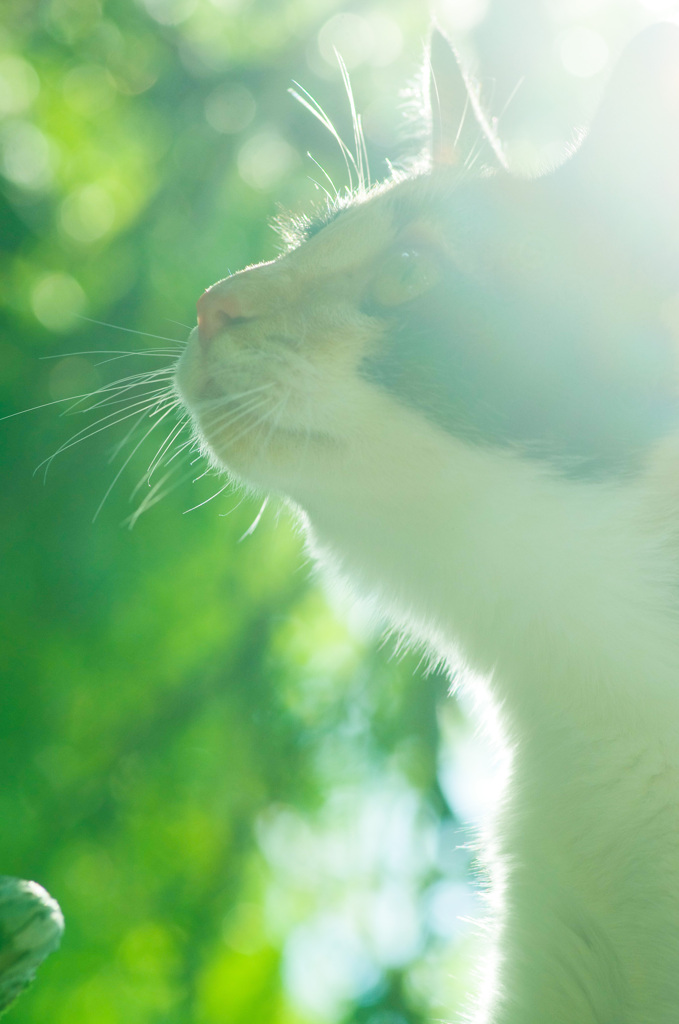 ドリームシアターネコ