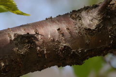 タイリョウザクラ