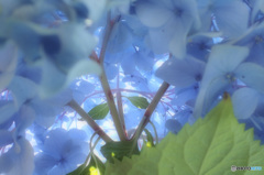 秘密の花園