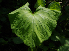 山のスナップ -1