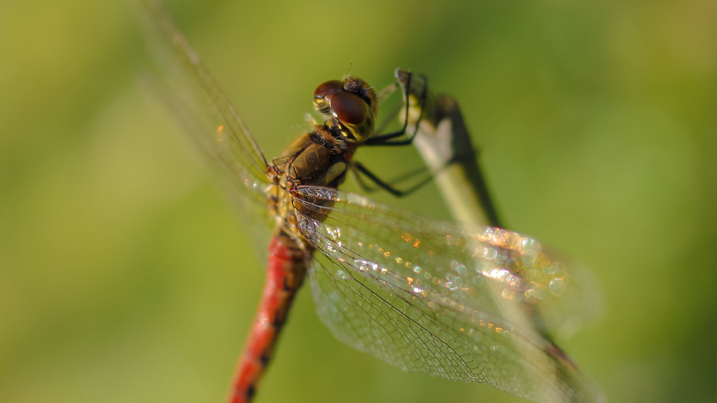 マロントンボ -1