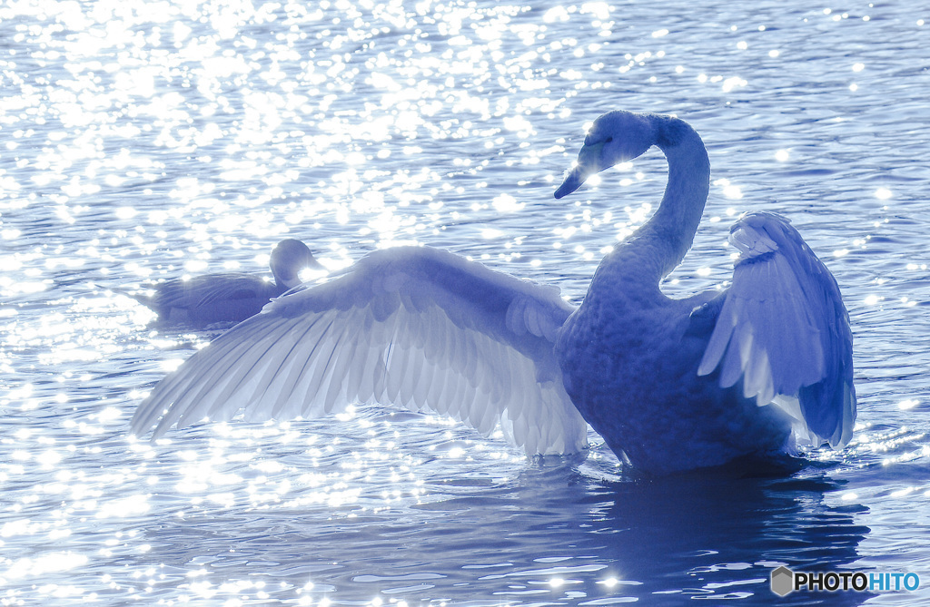Cygnus cygnus