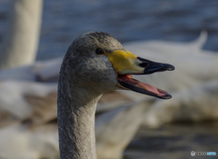 若いおおはくちょう