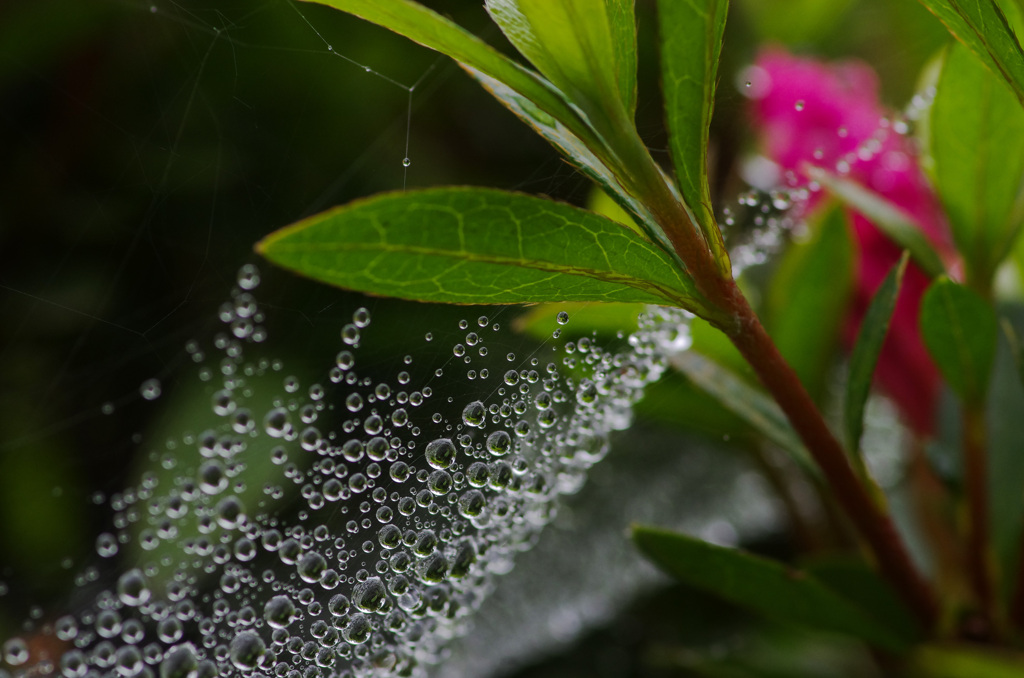 ５月の雨　無慈悲