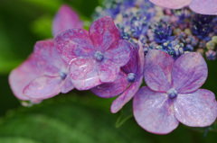 今年のアジサイ