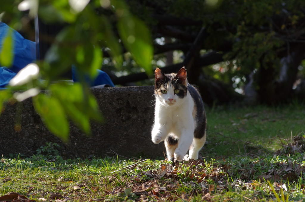 ねこ