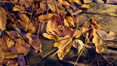 -6/6  サイクルズ