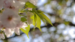 凡 アンド ショット -1