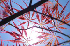 中庭で日光浴 -3/7