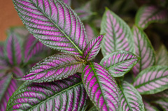 なんでそんな色なんすか