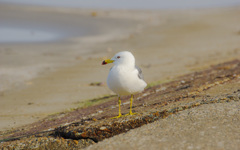 春の海　Ⅴ