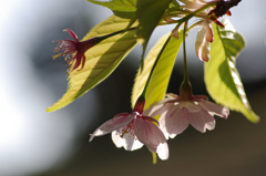 タイリョウサクラさん