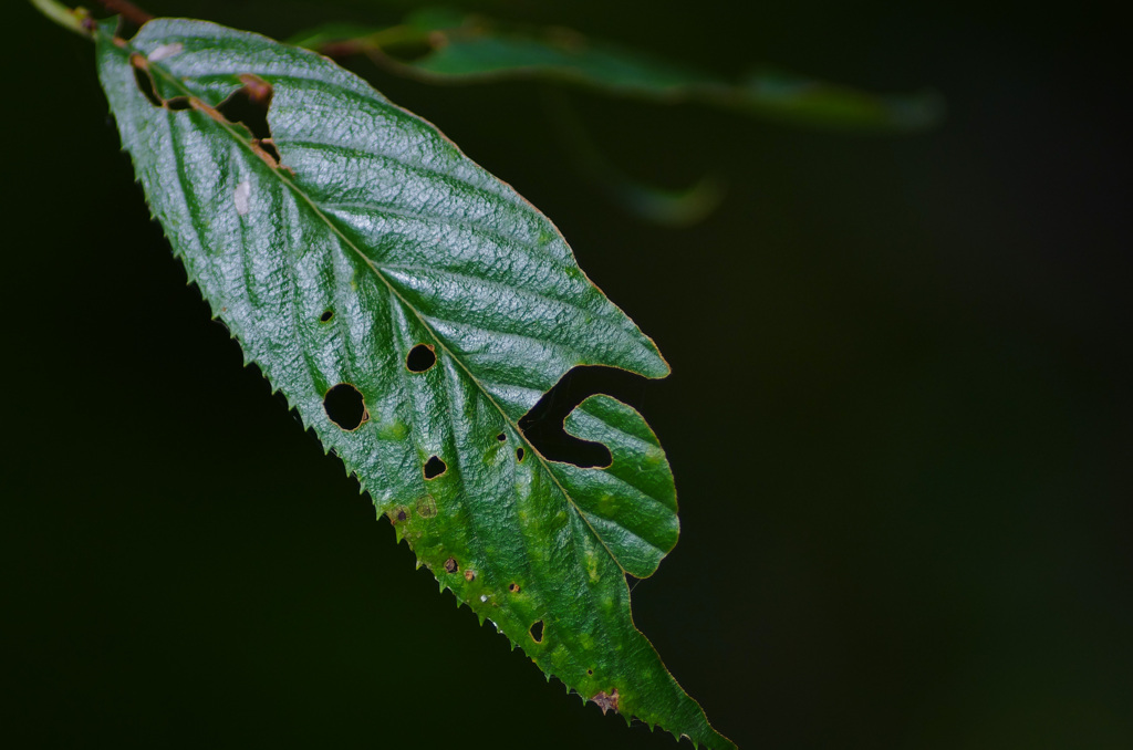 メッセージの葉 2020