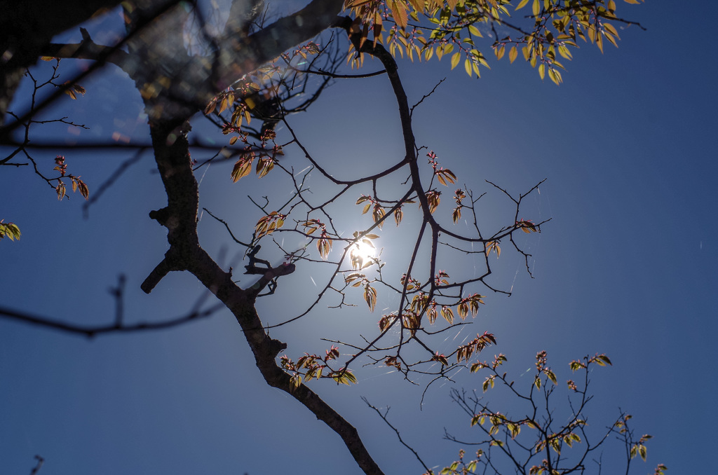   -4  ハイカラハクチ