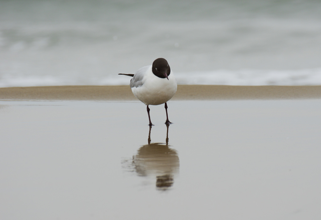 Seagull -1