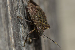 絶対キライな五角形