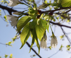 やわらかなみどり　うぶ声