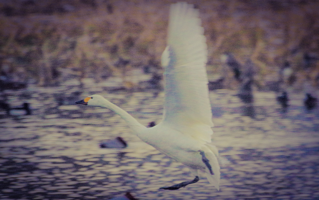 写るんですでコハクチョウを