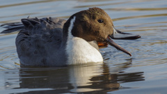 ♪　わんぱくでもいい