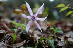 山野に咲く片栗の花
