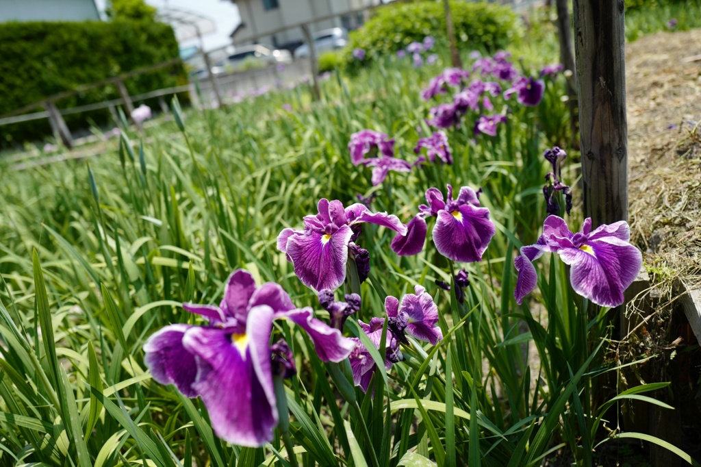 休耕田を利用して