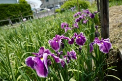 休耕田を利用して