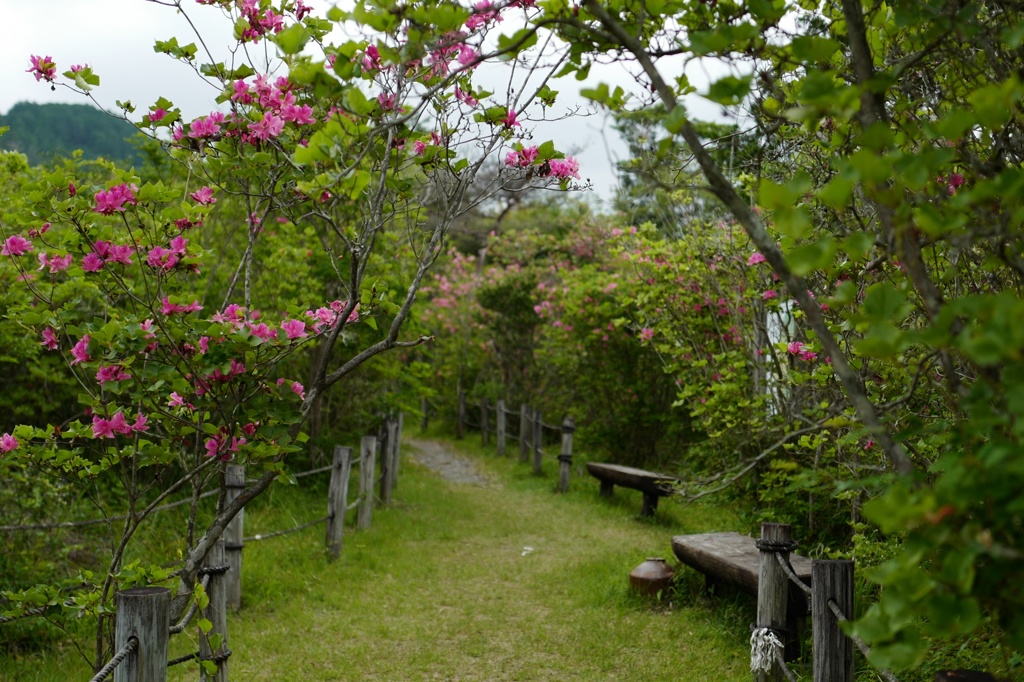つつじ群落を見つけました
