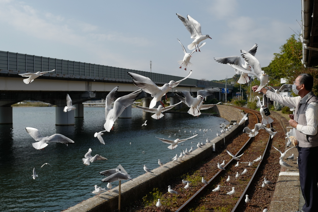今年も渡り鳥がやってきました