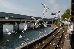 今年も渡り鳥がやってきました