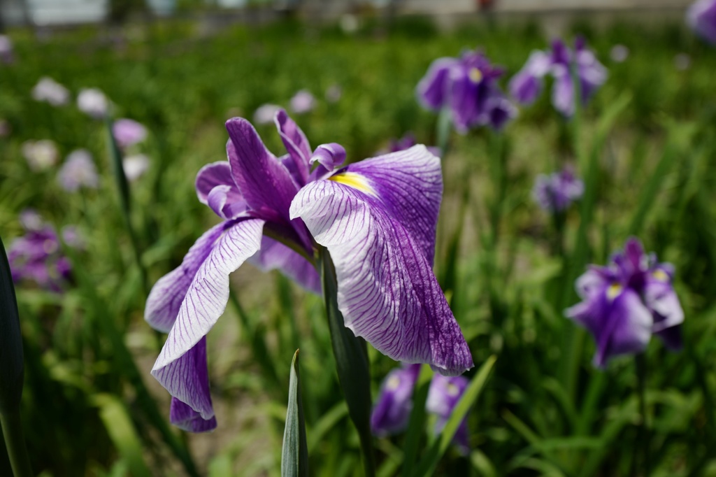 立派な花しょうぶが咲いてます