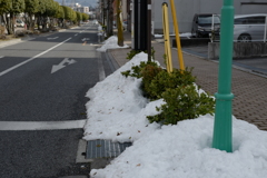 雪がめずらしくて
