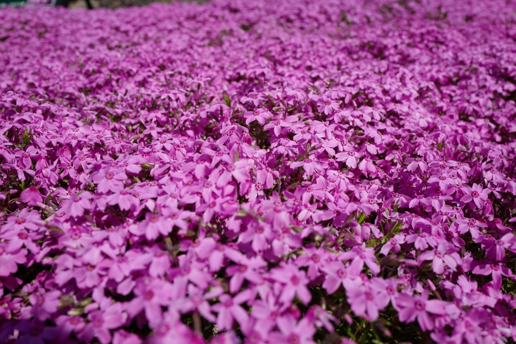 芝桜です