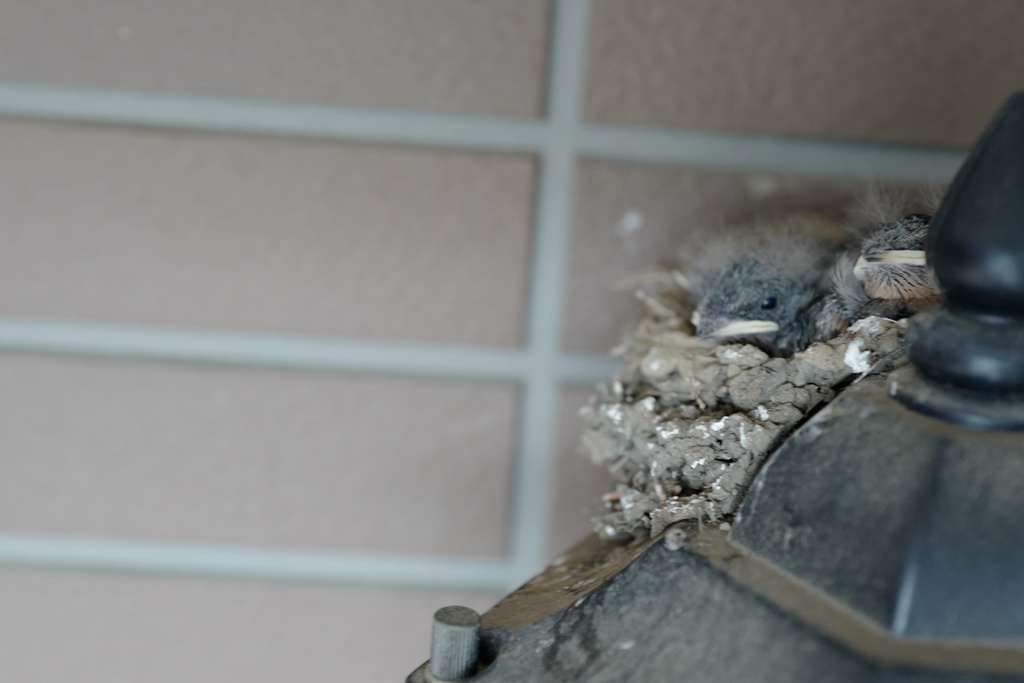 燕が