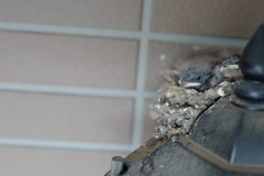 燕が