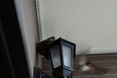 雛鳥のためにせっせと餌運び