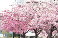 河津桜