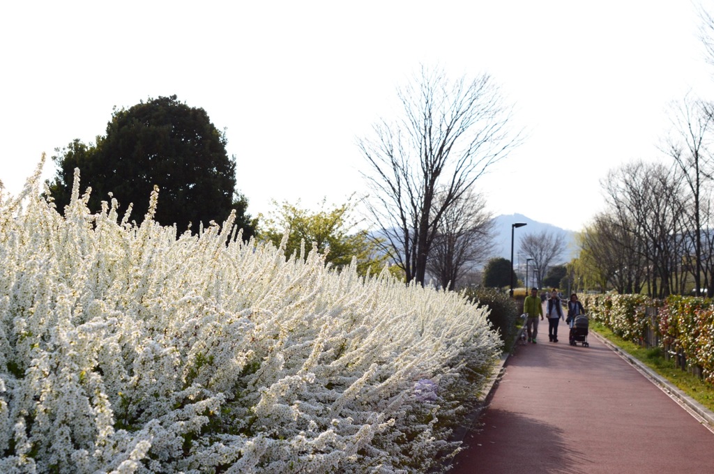 花の力