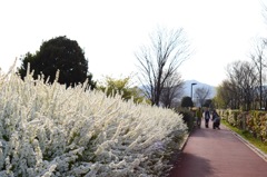 花の力