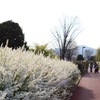 花の力