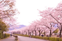 桜道