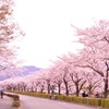 桜道