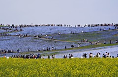 ひたち海浜公園・ネモフェラ１