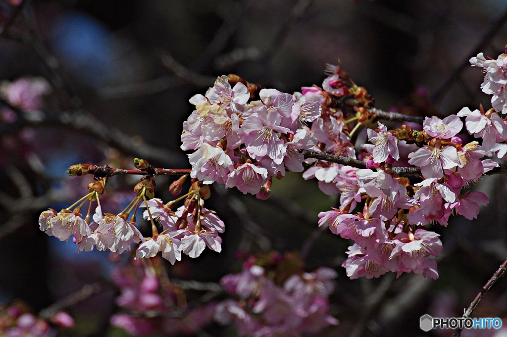 河津桜