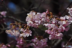 河津桜