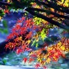 九品仏浄真寺の紅葉１