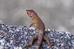 接写試し撮り１