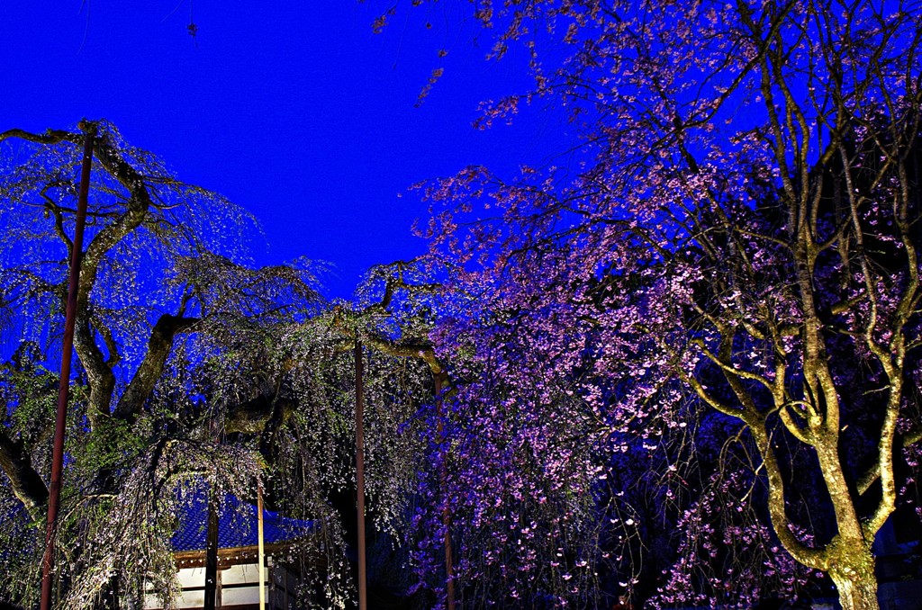 清雲寺・しだれ桜１