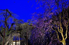 清雲寺・しだれ桜１