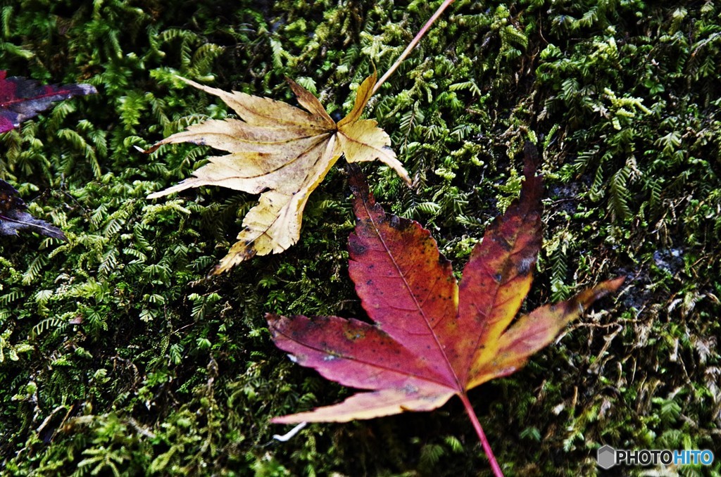 茨城・花貫渓谷紅葉６